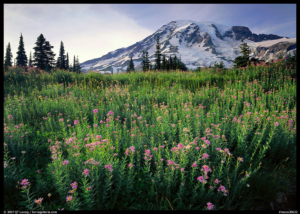 Field of pink flowers and Mount Rainier, late afternoon. Mount Rainier National Park, Washington, USA.