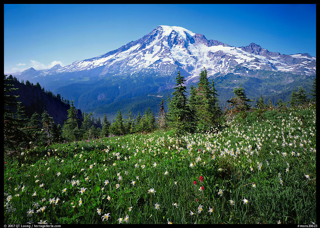 Avalanche lillies and Mt Rainier seen from  Tatoosh range, afternoon. Mount Rainier National Park, Washington, USA.