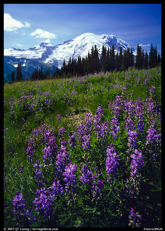 Lupines and Mt Rainier from Sunrise, morning. Mount Rainier National Park, Washington, USA.