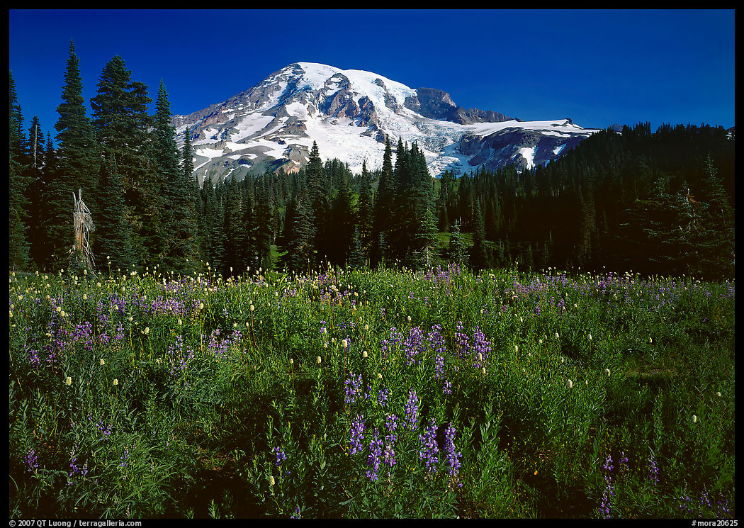 Lupine, conifers, and Mt Rainier, Paradise. Mount Rainier National Park, Washington, USA.