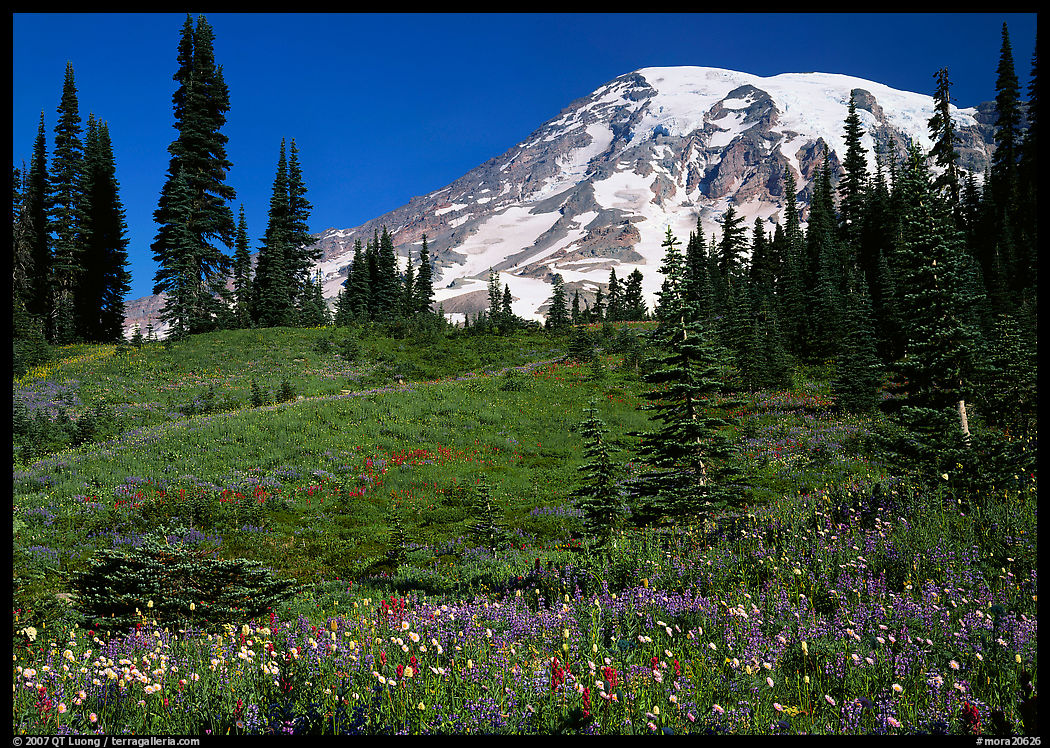 Meadow, wildflowers, trees, and Mt Rainier, Paradise. Mount Rainier National Park, Washington, USA.