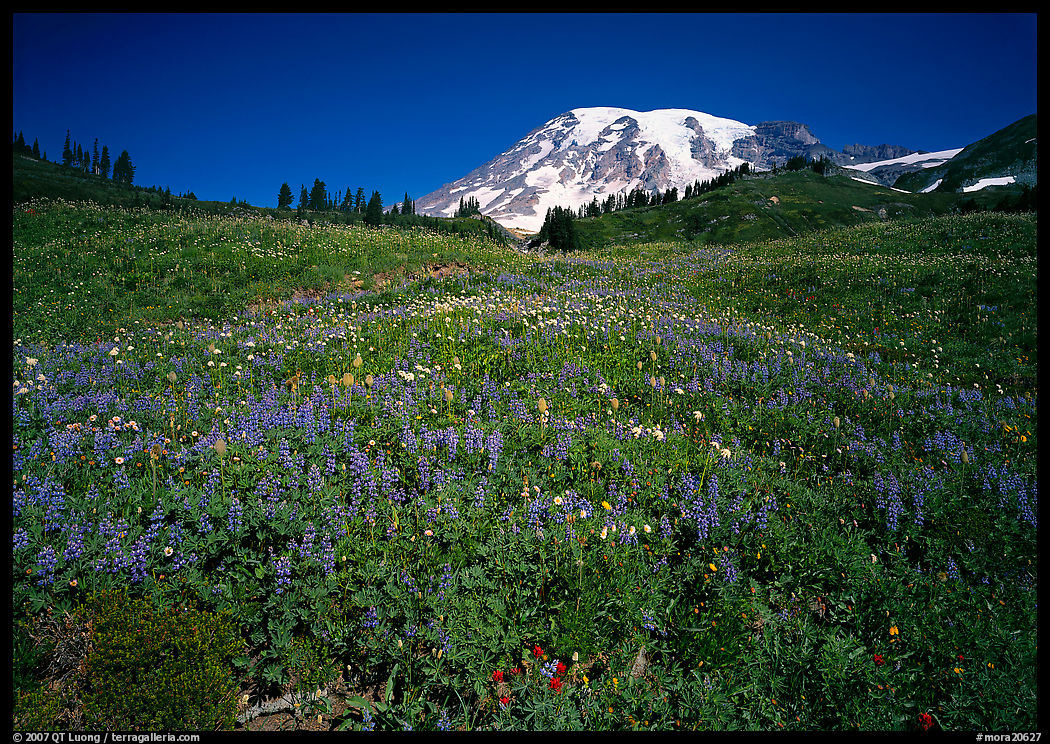 Lupine in meadow and Mt Rainier, Paradise. Mount Rainier National Park, Washington, USA.