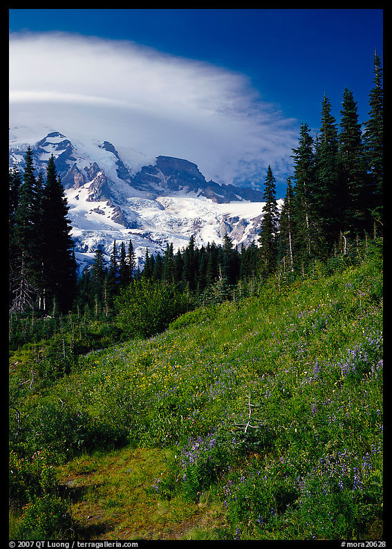 Meadow below Mount Rainier caped by cloud. Mount Rainier National Park, Washington, USA.