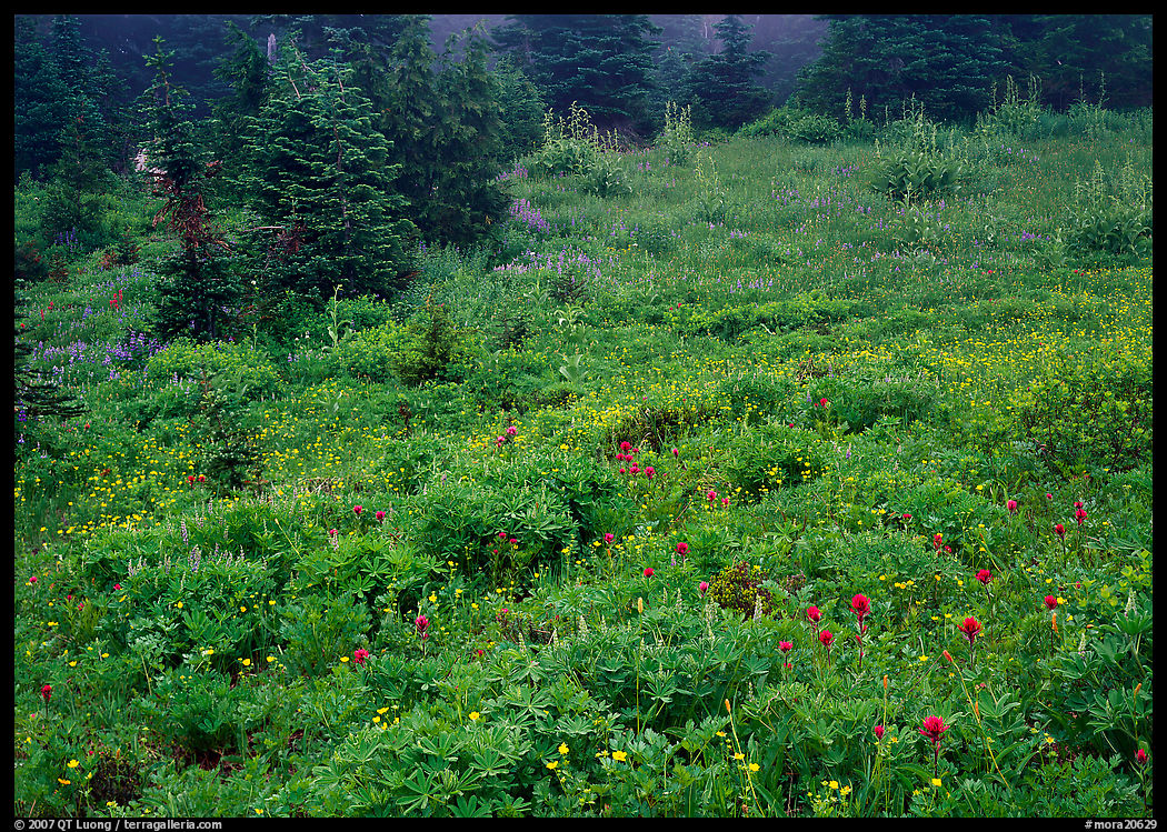 Meadow with wildflowers and fog, Paradise. Mount Rainier National Park, Washington, USA.