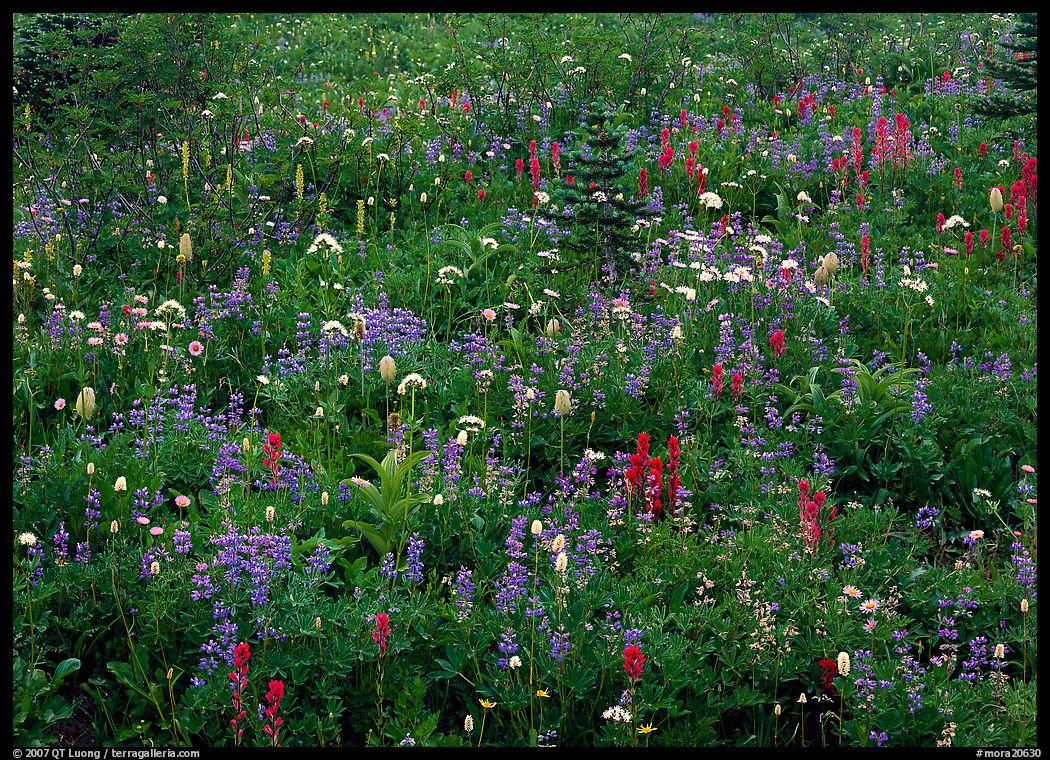 Meadow detail with multicolored wildflower carpet, Paradise. Mount Rainier National Park, Washington, USA.