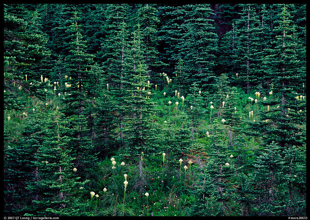Beargrass and conifer forest. Mount Rainier National Park, Washington, USA.