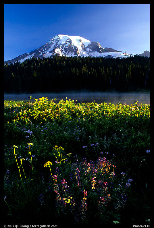 Summer wildflowers, Lake, and Mt Rainier, sunrise. Mount Rainier National Park