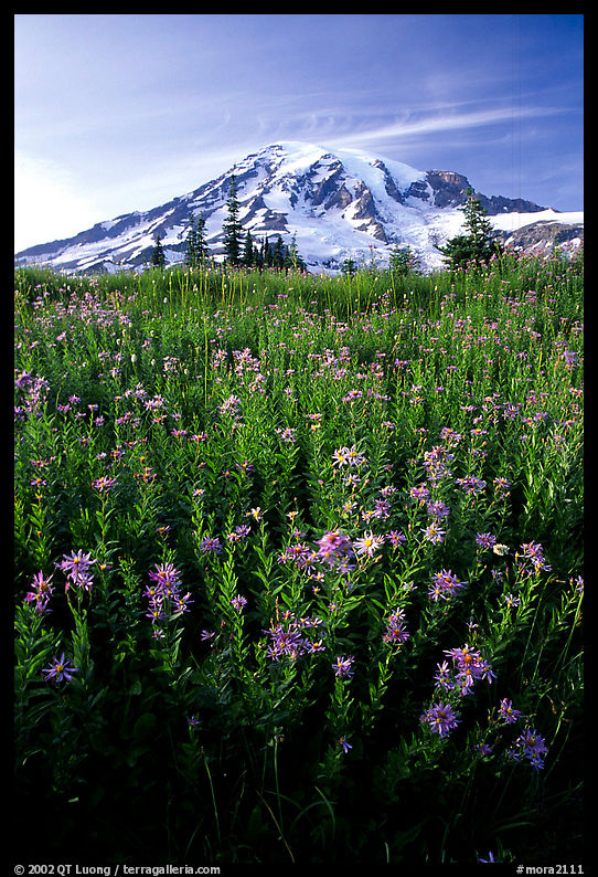 Dense field of wildflowers and Mt Rainier from Paradise, late afternoon. Mount Rainier National Park, Washington, USA.