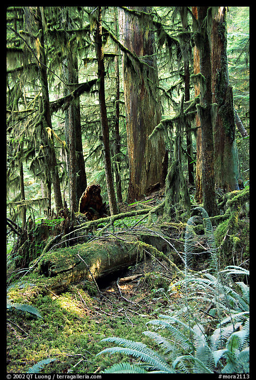 Ferns, mosses, and trees, Carbon rainforest. Mount Rainier National Park, Washington, USA.