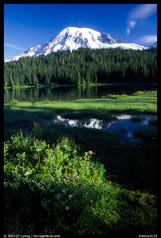 Mt Rainier and reflection, early morning. Mount Rainier National Park, Washington, USA.