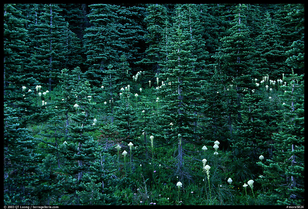 Beargrass and dark conifer trees. Mount Rainier National Park, Washington, USA.