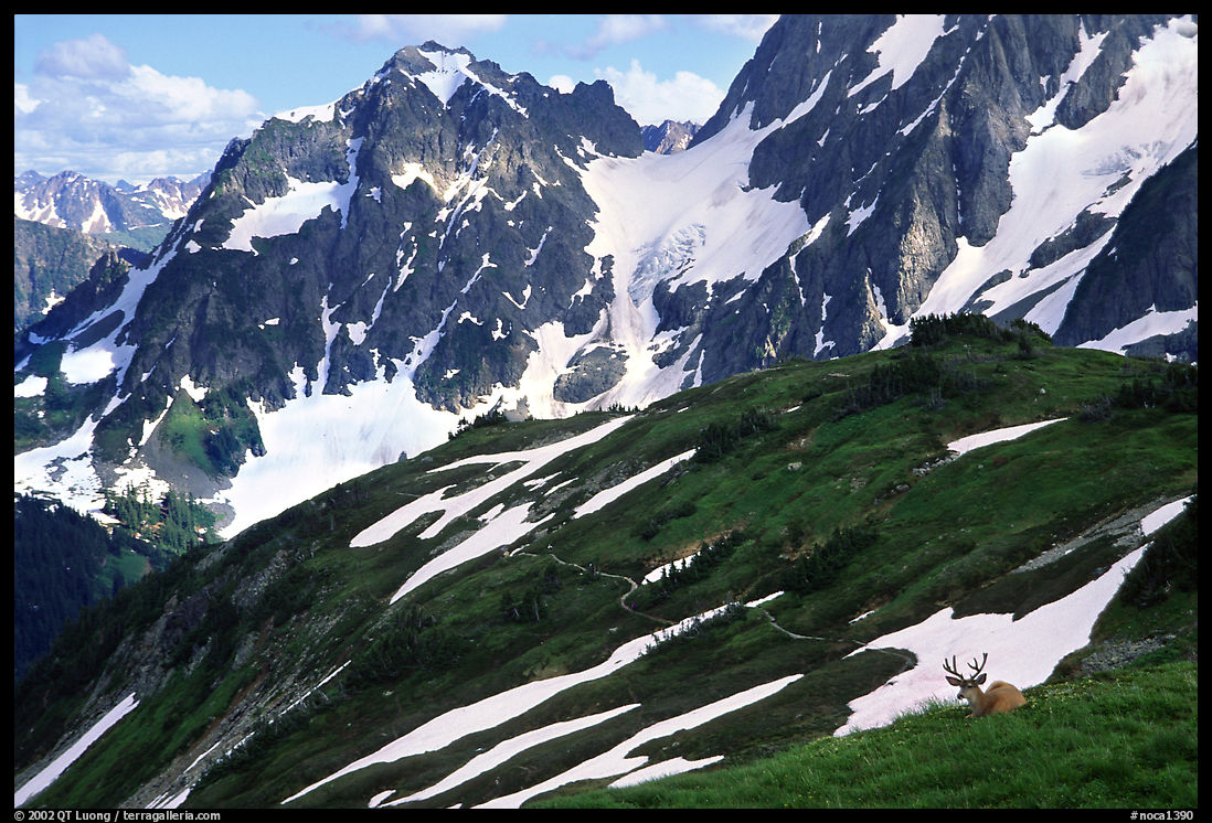 Mule deer and peaks, early summer. North Cascades National Park, Washington, USA.