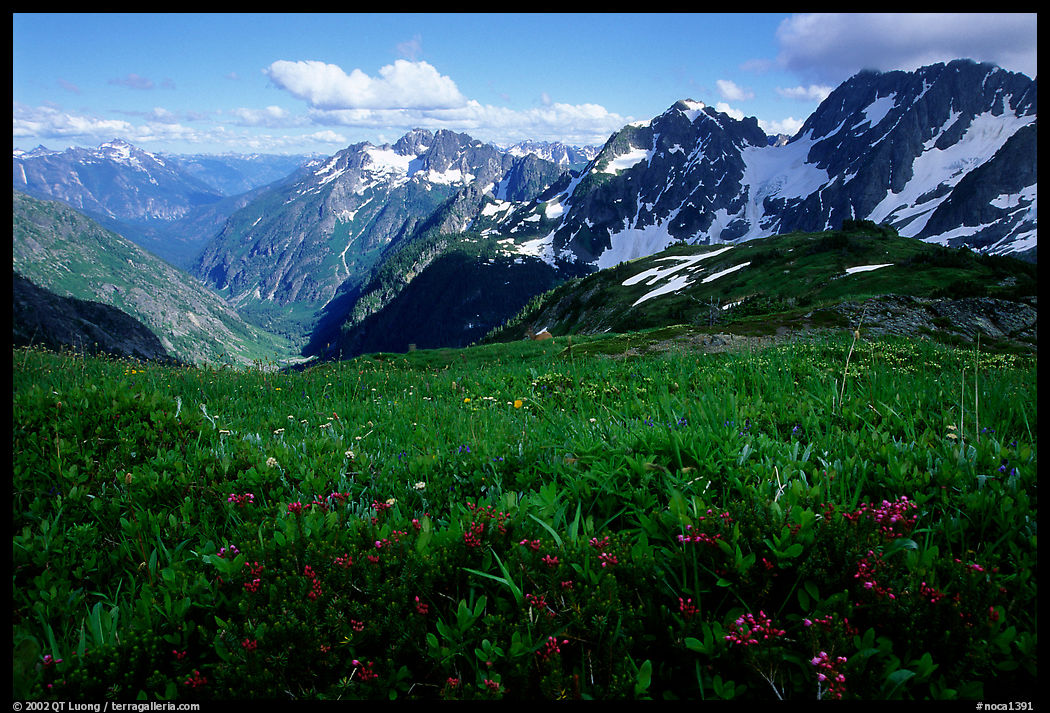 Wildflowers and peaks, Cascade Pass area. North Cascades National Park, Washington, USA.