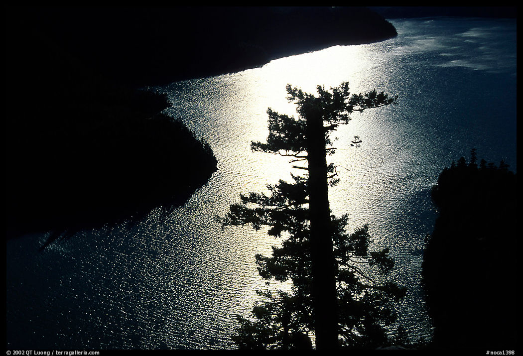 Backlit Tree and Diablo lake. North Cascades National Park, Washington, USA.