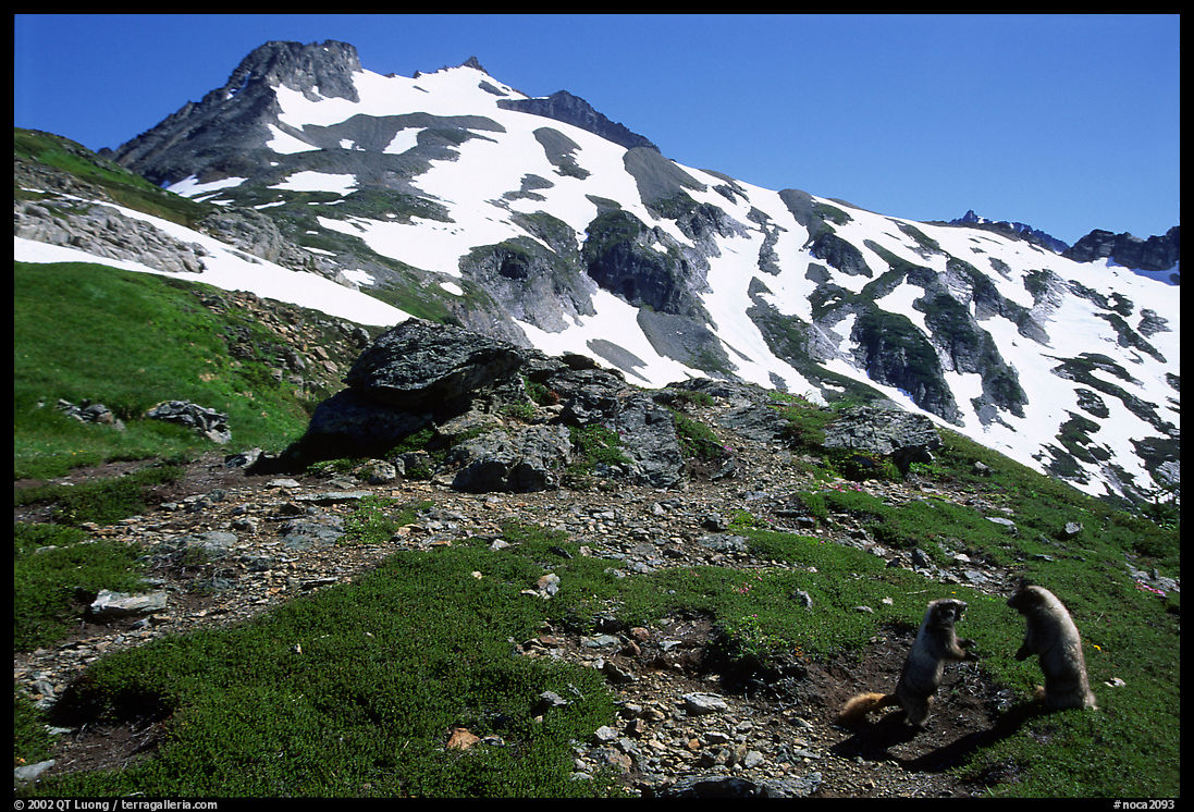 Marmots and Sahale Peak, morning. North Cascades National Park
