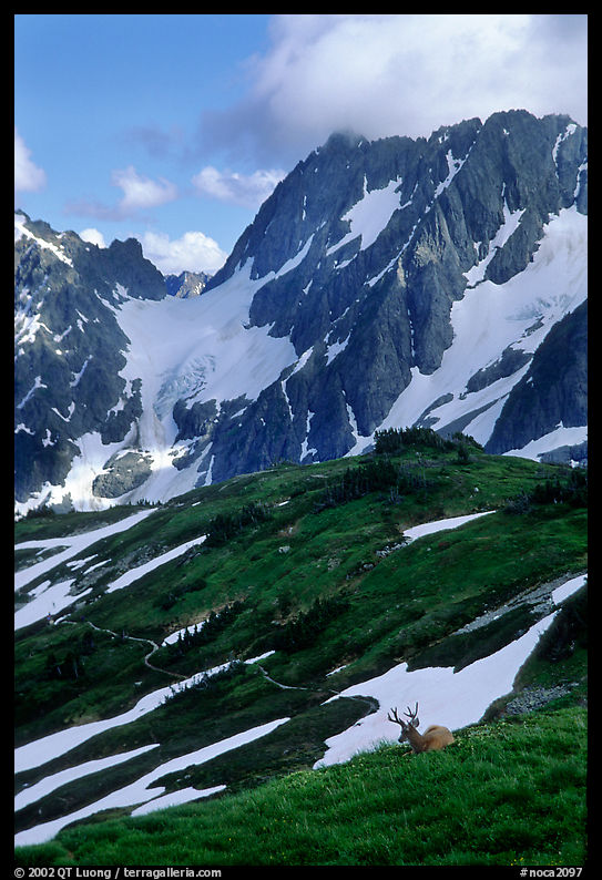 Elk and peaks, early summer. North Cascades National Park, Washington, USA.