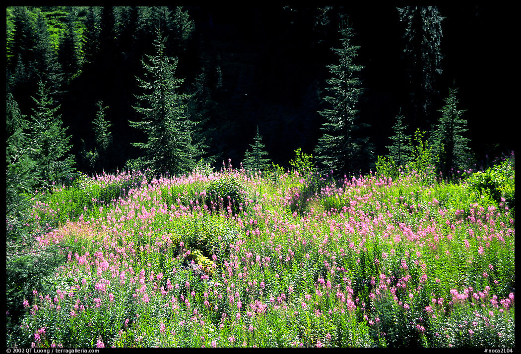 Wildflowers and spruce trees. North Cascades National Park, Washington, USA.