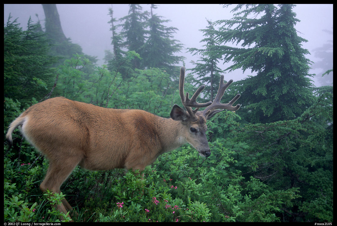 Mule deer in fog. North Cascades National Park, Washington, USA.