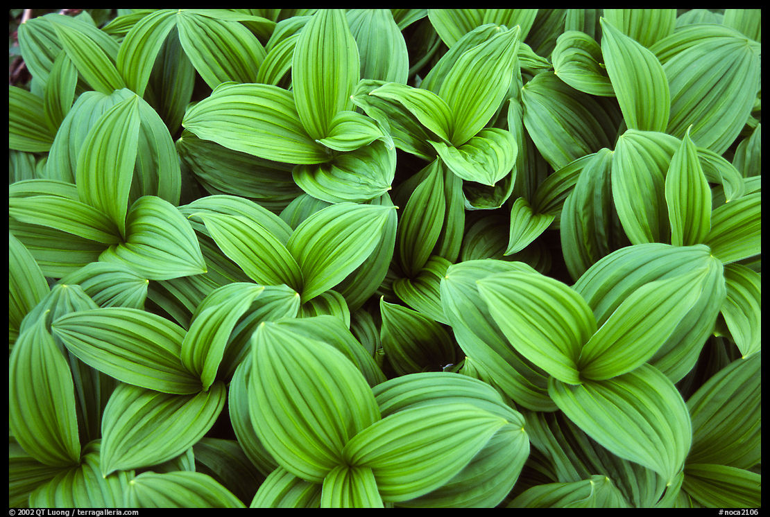 Corn lilly close-up. North Cascades National Park, Washington, USA.