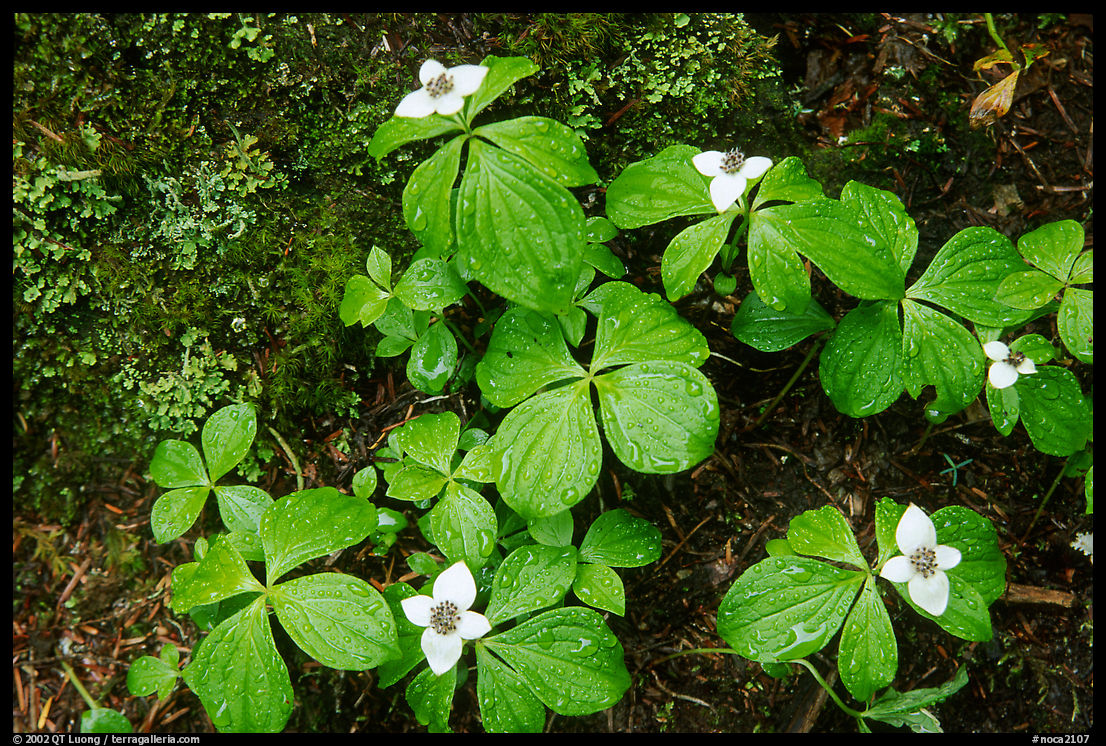 Flowers close-up. North Cascades National Park, Washington, USA.