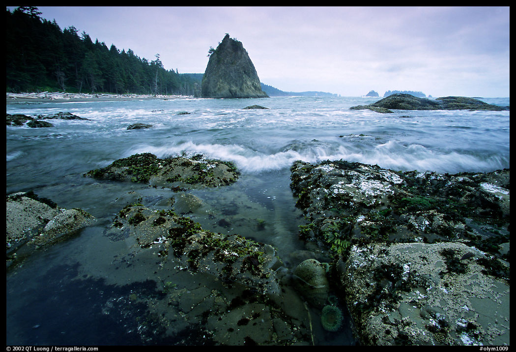 Tidepool at Rialto beach. Olympic National Park, Washington, USA.