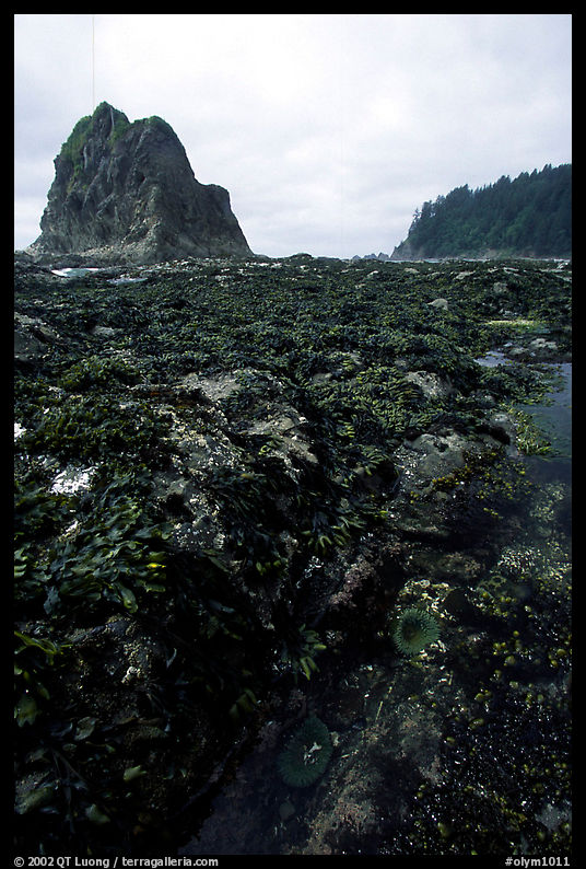 Tidepool at Rialto beach. Olympic National Park, Washington, USA.