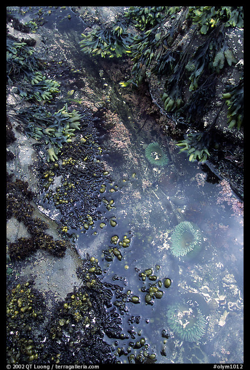 Green anemones in tidepool. Olympic National Park, Washington, USA.