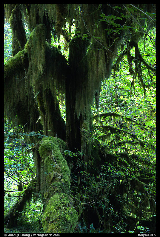 Club moss on vine maple and bigleaf maple in Hoh rain forest. Olympic National Park, Washington, USA.