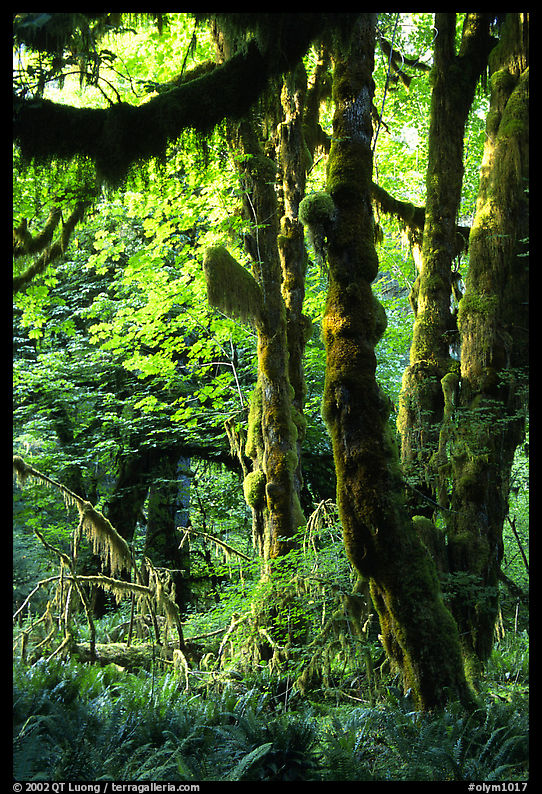 Club moss on vine maple and bigleaf maple in Hoh rain forest. Olympic National Park, Washington, USA.