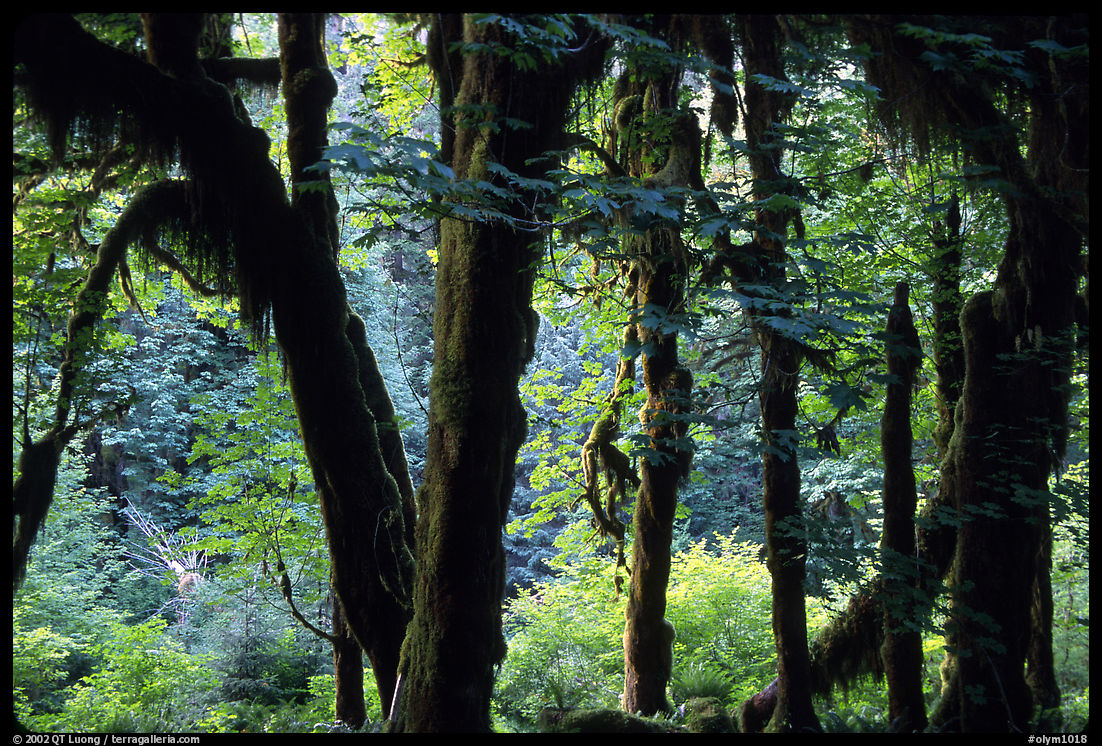 Club moss on vine maple and bigleaf maple in Hoh rain forest. Olympic National Park, Washington, USA.
