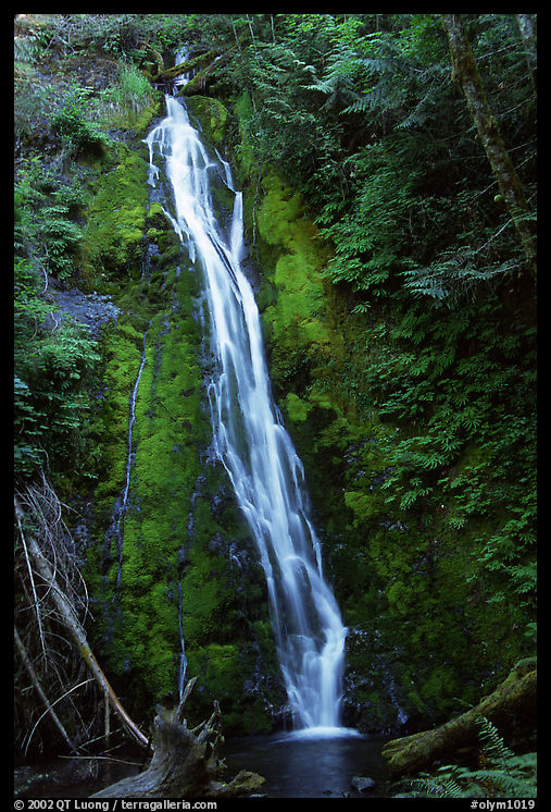Mossy waterfall , Elwha valley. Olympic National Park, Washington, USA.