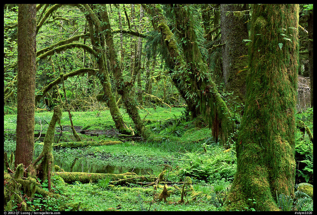 Mosses, trees, and pond, Quinault rain forest. Olympic National Park, Washington, USA.