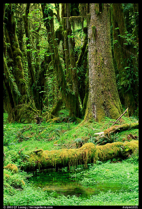 Mosses and trees, Quinault rain forest. Olympic National Park, Washington, USA.