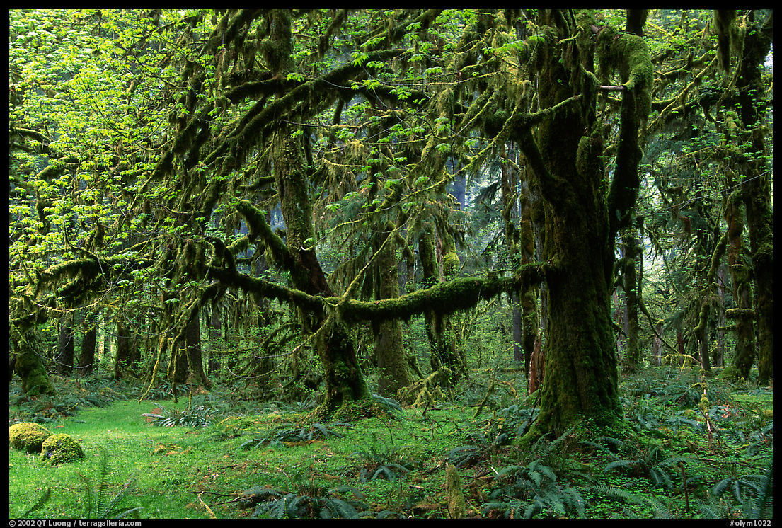 Green Mosses and trees, Quinault rain forest. Olympic National Park, Washington, USA.
