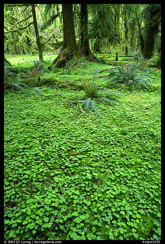 Forest floor carpeted with clovers, Quinault rain forest. Olympic National Park, Washington, USA.