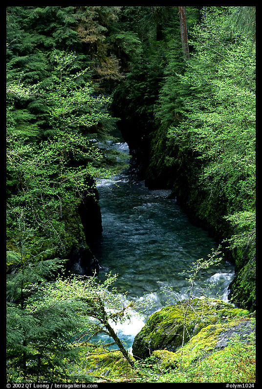 North fork of the Quinault river. Olympic National Park, Washington, USA.