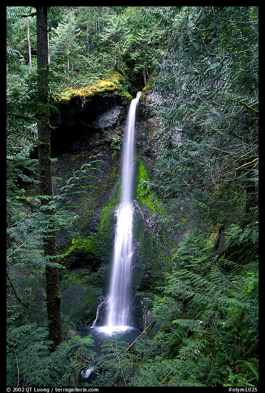 Marymere falls framed by trees. Olympic National Park, Washington, USA.