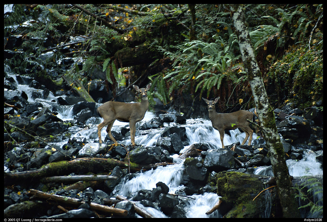 Deer standing in a creek. Olympic National Park