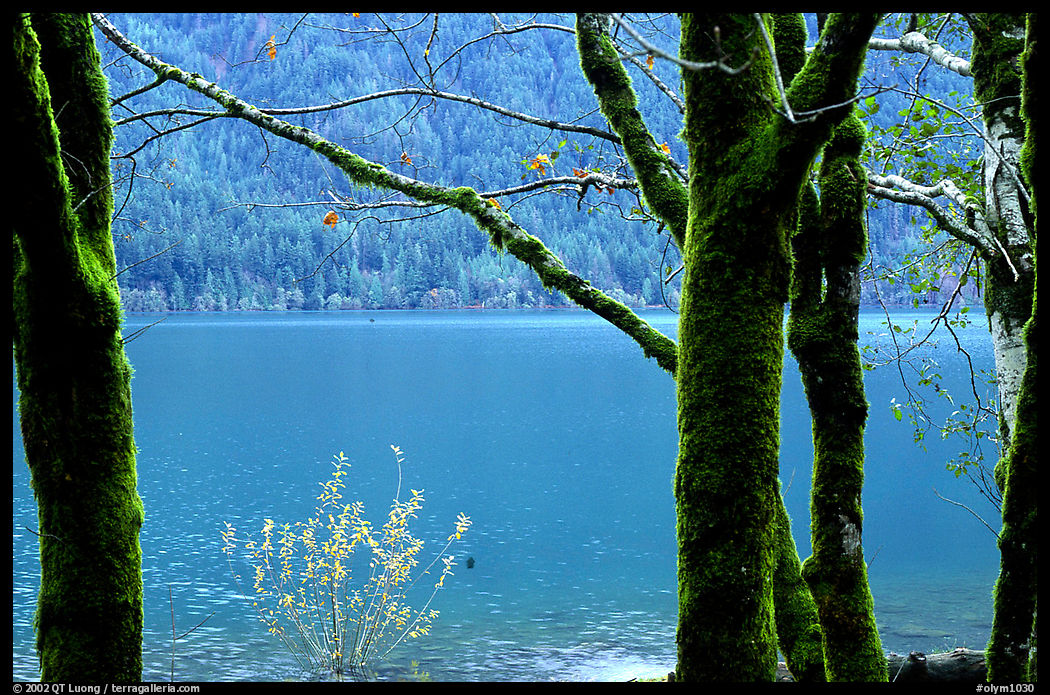Moss-covered trees on  shore of Crescent lake. Olympic National Park, Washington, USA.