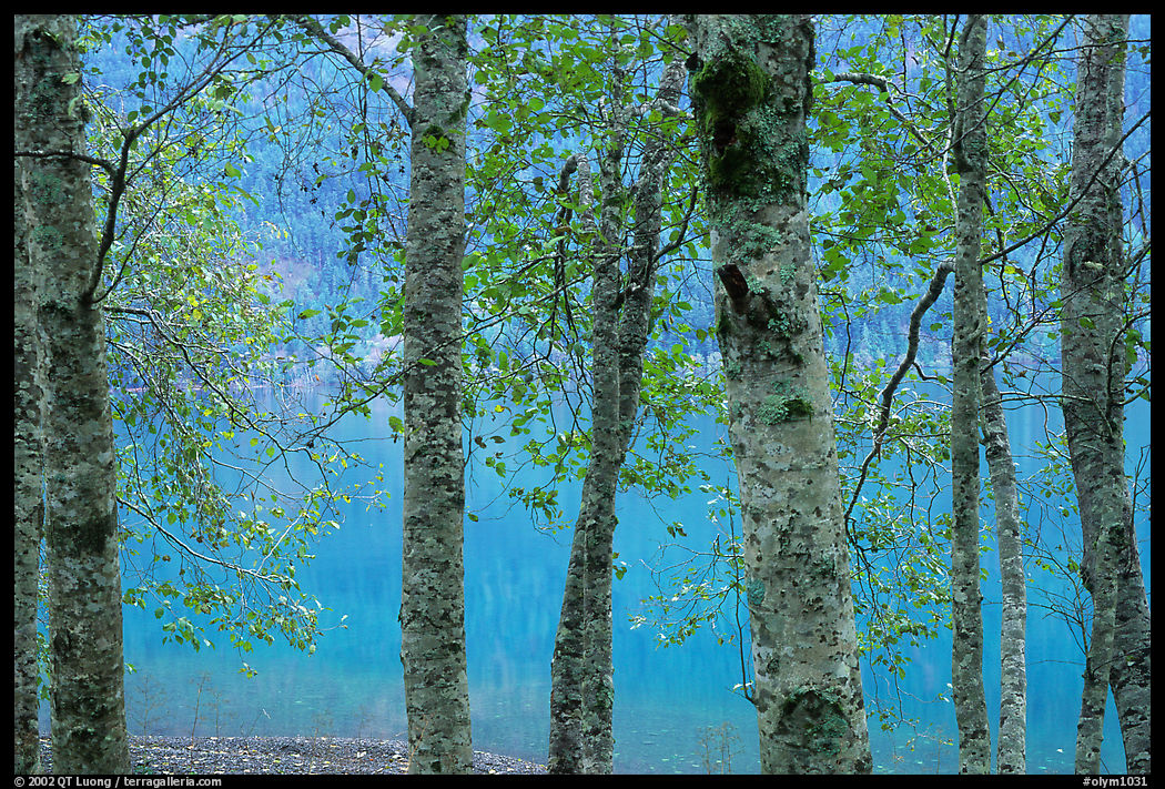 Trees and turquoise waters of Crescent lake. Olympic National Park, Washington, USA.