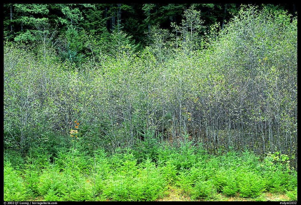 Spring growth. Olympic National Park