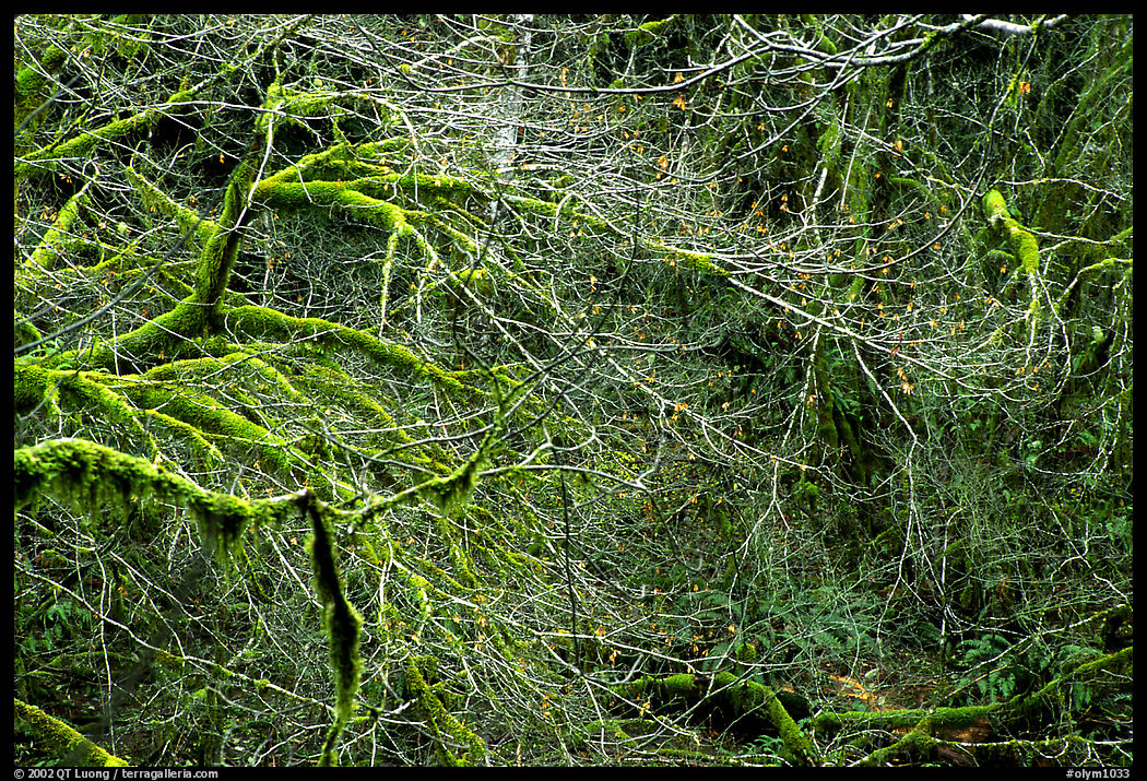 Spring growth. Olympic National Park, Washington, USA.