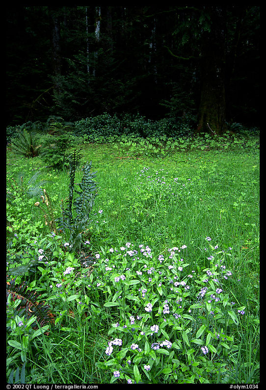 Spring growth. Olympic National Park, Washington, USA.