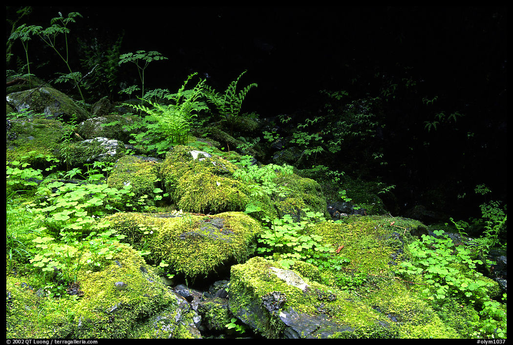Mosses and boulders on the north fork of the Quinault river. Olympic National Park, Washington, USA.
