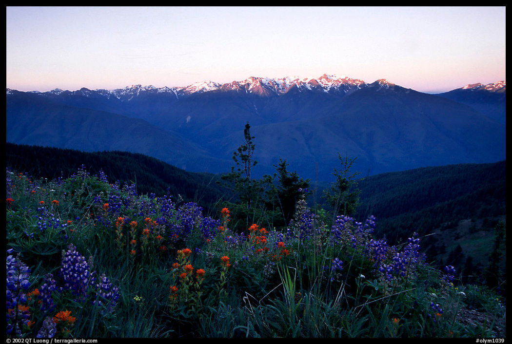 Wildflowers and Olympus range, Hurricane ridge. Olympic National Park, Washington, USA.
