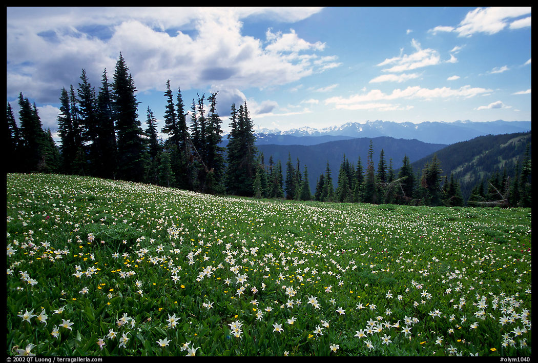 Avalanche lillies, Hurricane ridge. Olympic National Park, Washington, USA.