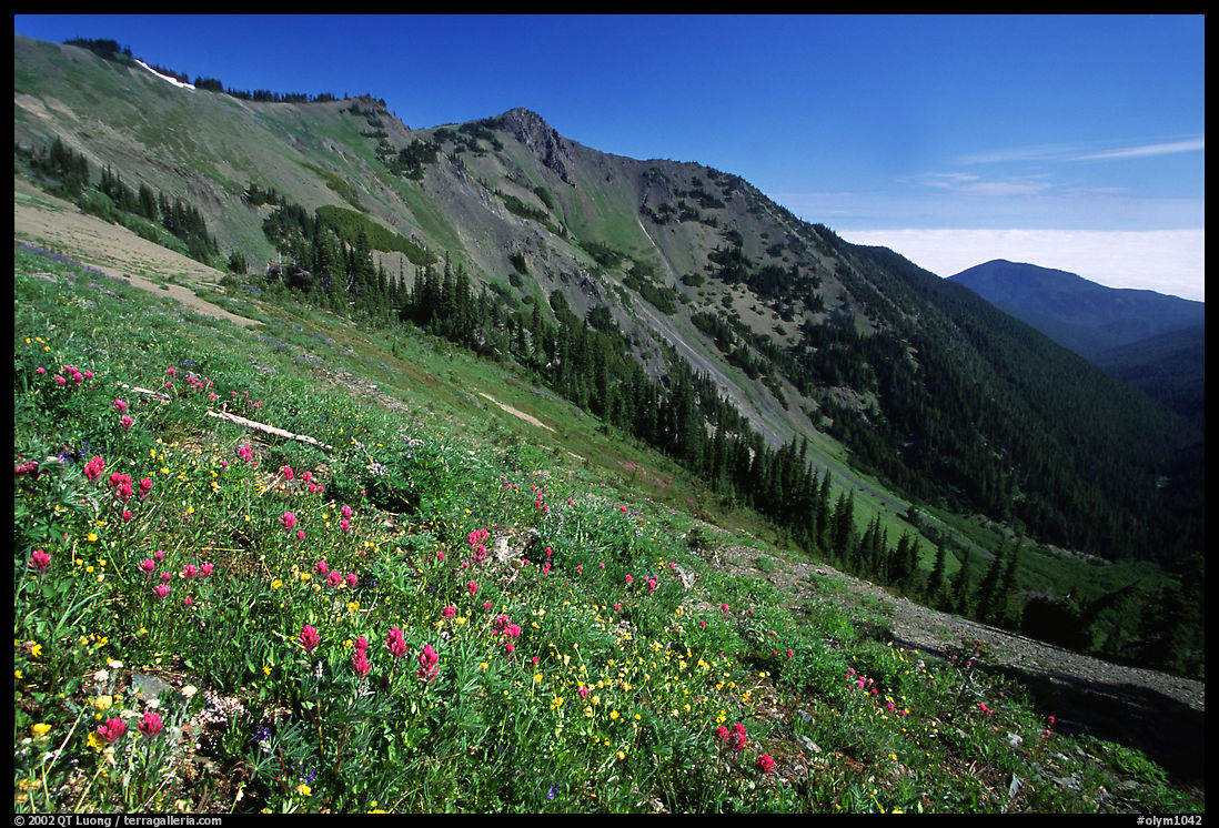 Wildflowers on hill, Hurricane ridge. Olympic National Park, Washington, USA.