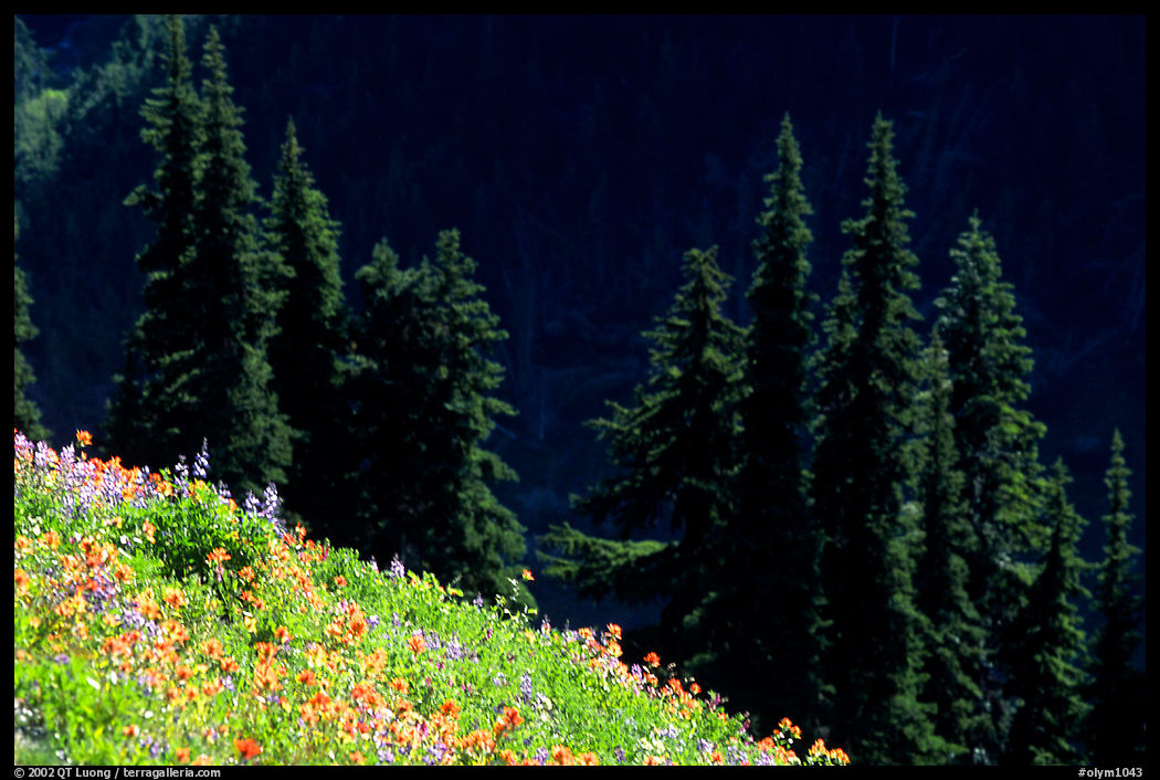 Wildflowers and pine trees, Hurricane ridge. Olympic National Park, Washington, USA.