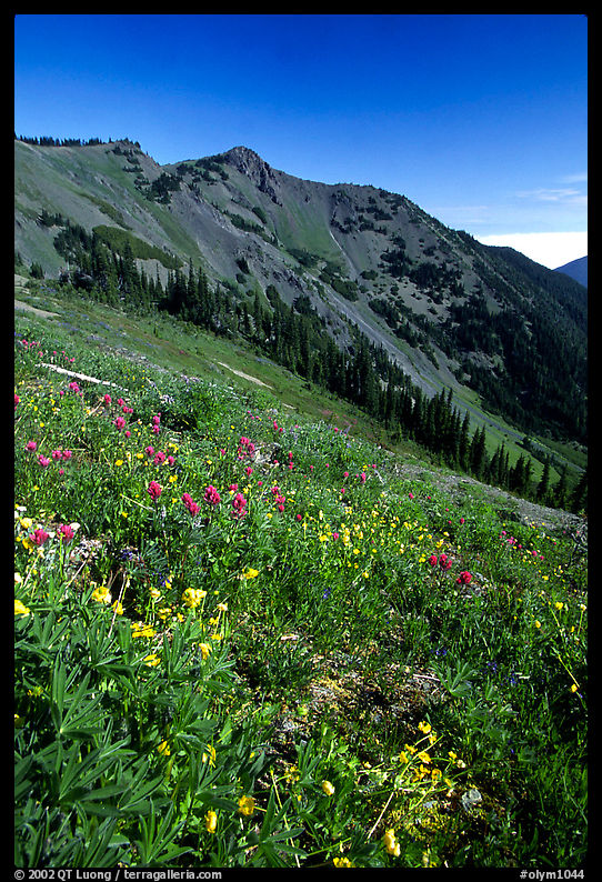 Wildflowers on grassy slope, Hurricane ridge. Olympic National Park, Washington, USA.