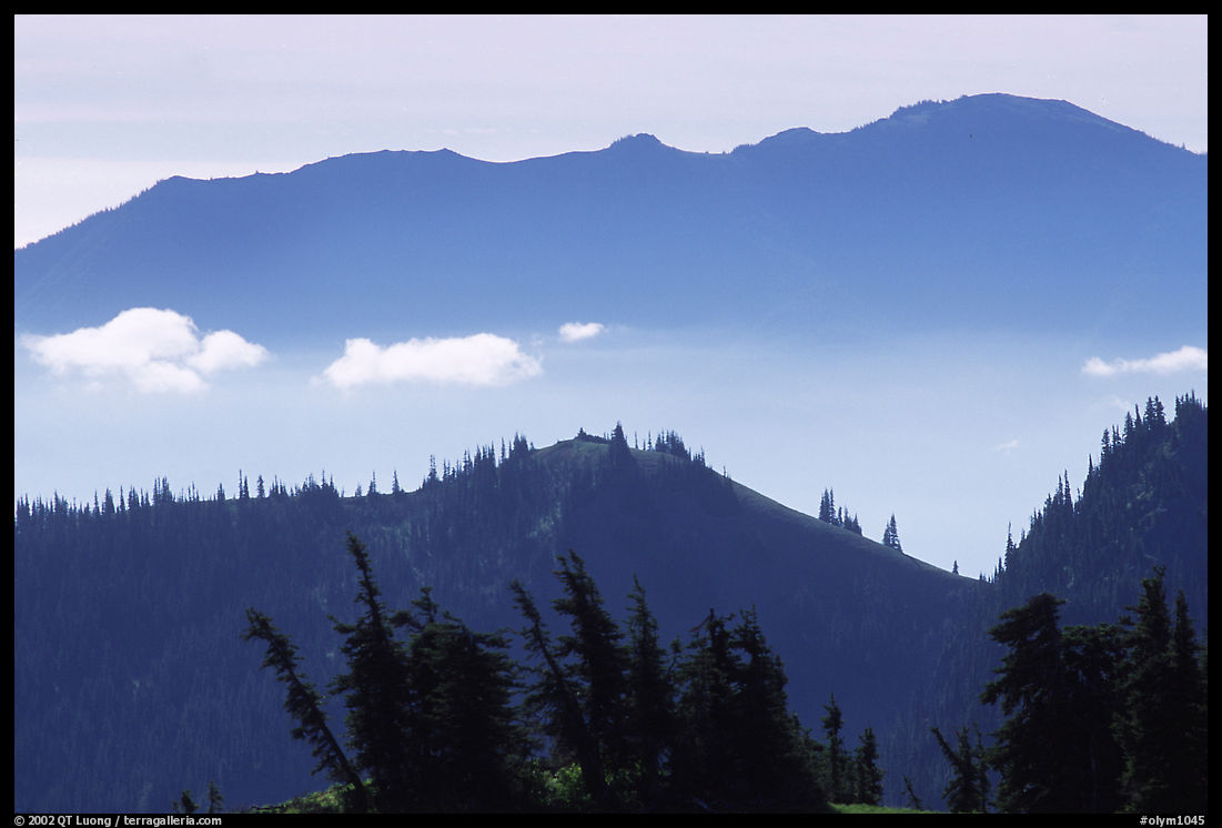 Wind-twisted trees and mountain ridges from Hurricane hill. Olympic National Park, Washington, USA.